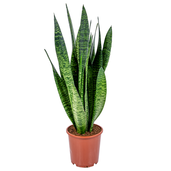 Bloomique - Sansevieria Zeylanica - Bogenhanf - Sukkulenten - Zimmerpflanzen - Sehr Pflegeleicht - Höhe 60-70 cm - Topf 17 cm