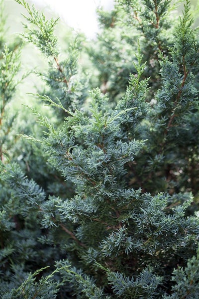 Juniperus chinensis 'Blaauw', Chinesischer Wacholder, 25–30 cm