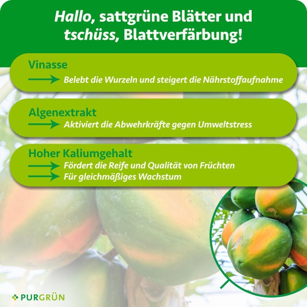 Infografik zu Purgrün Pflanzendünger: Vorteile von Vinasse, Algenextrakt und Kalium für Blattgrün, Widerstandskraft und Fruchtreife.