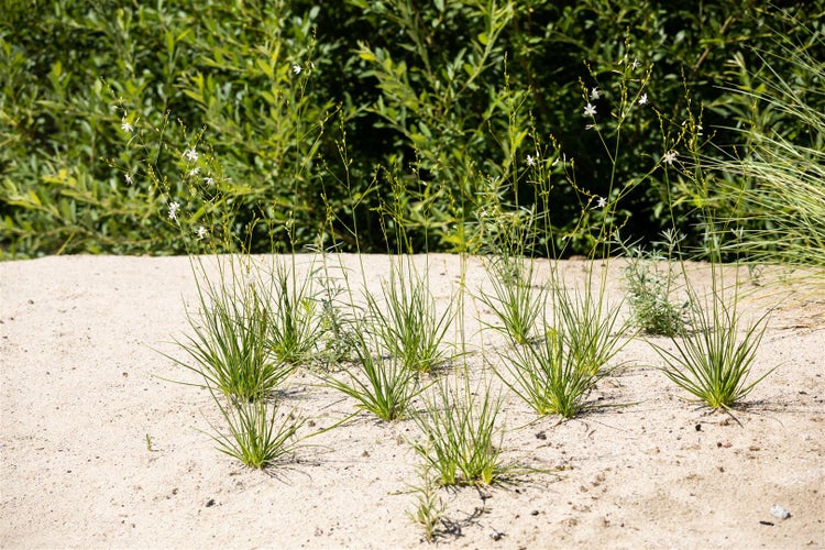 Anthericum liliago, Graslilie, weiß, ca. 9x9 cm Topf