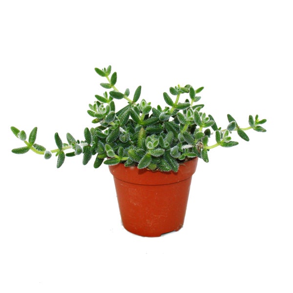 Saure Gurken Pflanze - Delosperma echinatum - 12cm Topf