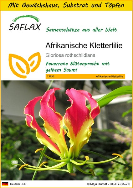 SAFLAX Anzucht Set - Afrikanische Kletterlilie - Gloriosa rothschildiana - 15 Samen - Mit Mini-Gewächshaus, Anzuchtsubstrat und 2 Töpfen