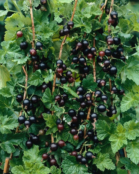 Ribes x nidigrolaria, Jostabeere, 90 cm Stammhöhe