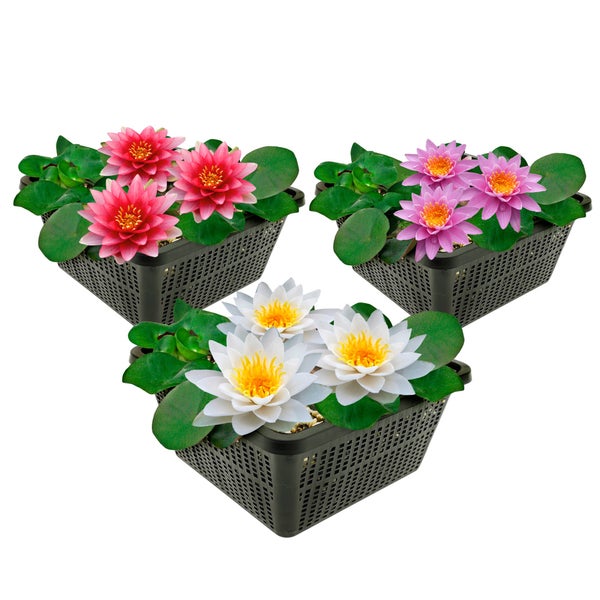 Set aus drei Seerosen in schwarzen Teichkörben mit rosafarbenen, violetten und weißen Blüten sowie grünen Blättern.