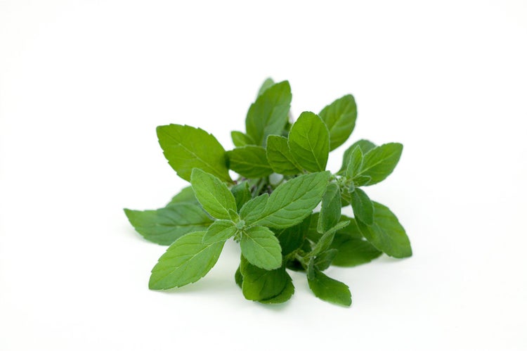 Mentha arvensis, Ackerminze, aromatisch, ca. 9x9 cm Topf