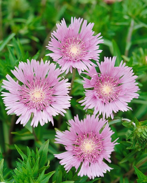 Nahaufnahme von vier rosa Strandastern im Garten
