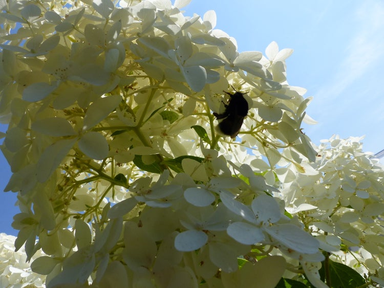 Weiße Blüten einer Rispenhortensie (Hydrangea paniculata) mit einer Hummel.