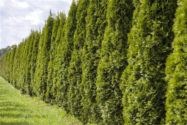 Thuja occidentalis 'Smaragd', Lebensbaum, immergrün, 80–100 cm