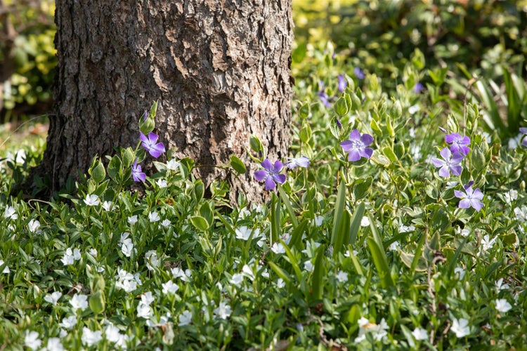 Vinca minor 'Alba', Immergrün, weiß, ca. 9x9 cm Topf