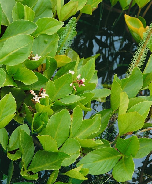 Menyanthes trifoliata, Fieberklee, ca. 9x9 cm Topf