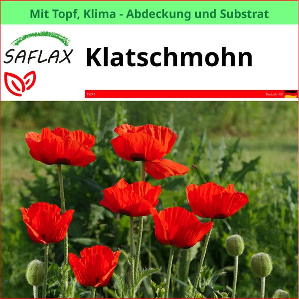SAFLAX Garden to go - Klatschmohn - Papaver rhoeas - 27000 Samen - Mit Topf, Klima - Deckel und Anzuchtsubstrat