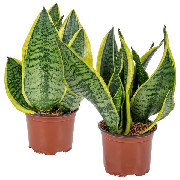 2x Sansevieria 'Laurentii' – Frauenzunge – Sukkulente – Pflegeleicht – ⌀12cm – ↕25-35cm