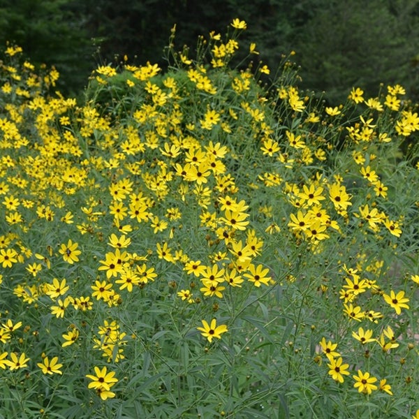 Feld von Sonnenblumenstauden im Garten.