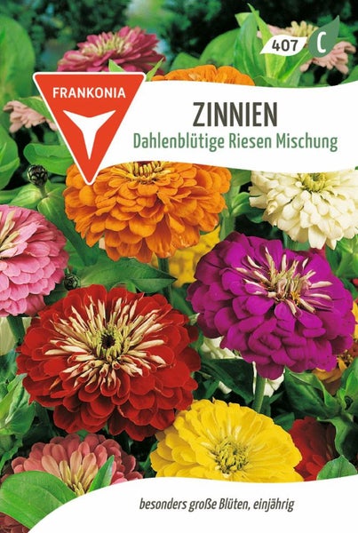 Zinnien Dahlienblütige Riesen Mischung Samenpackung