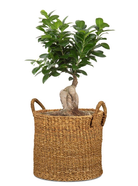 Scheurich Seagrass 37, Korbgefäß/Korb-Pflanzgefäß/Korbtopf mit Griffen aus Seagrass Farbe: Nut, 38 cm Durchmesser, 33 cm hoch, 37,4 l Vol.