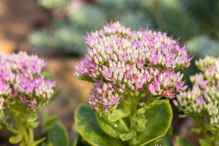 Sedum spectabile 'Carmen', Fetthenne, rosa Blüten, ca. 9x9 cm Topf
