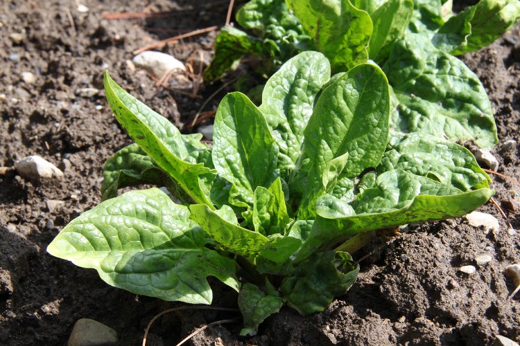 SAFLAX Garden to go - BIO - Spinat - Winterriese - Spinacia oleracea - 250 Samen - Mit Topf, Klima - Deckel und Anzuchtsubstrat