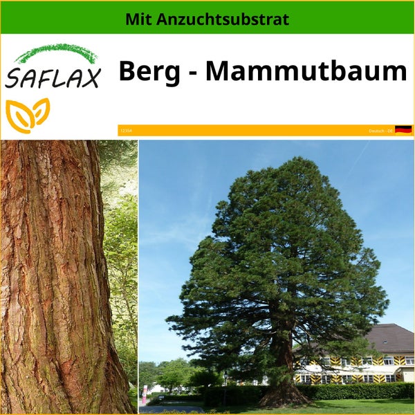 SAFLAX  - Berg - Mammutbaum - Sequoiadendron gigantea - 50 Samen - Mit keimfreiem Anzuchtsubstrat