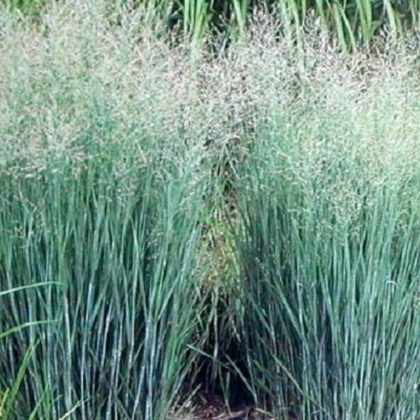 Dekorative Rutenhirse im Garten.