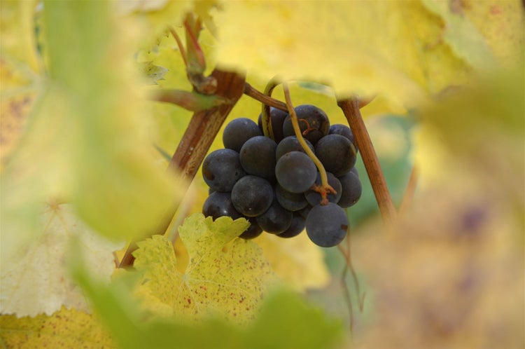 Vitis vinifera, Weinrebe, blau, 80–100 cm