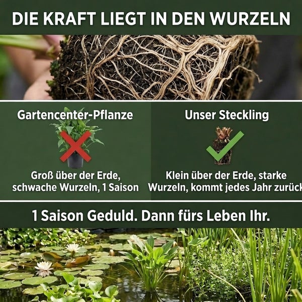 Infografik zum Vergleich von Gartencenter-Pflanzen und Stecklingen mit Fokus auf starke Wurzeln und Langlebigkeit.