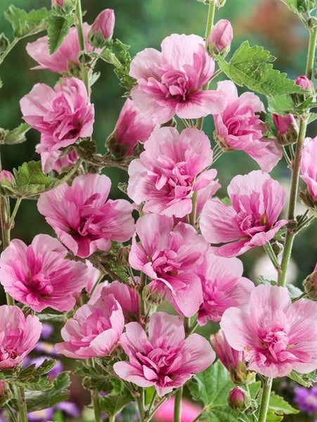 Alcea x hybrida 'Parkrondell', Stockrose, rosa, ca. 11x11 cm Topf
