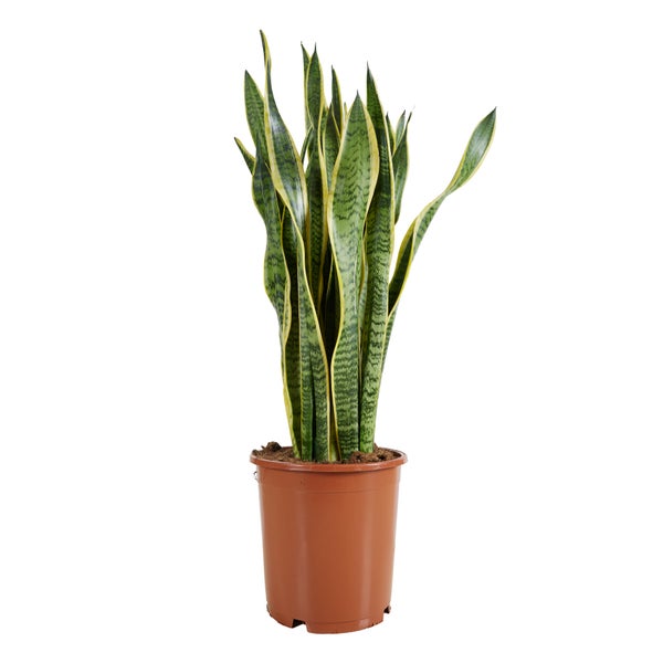 Bloomique - Sansevieria Laurentii - Bogenhanf - Sukkulenten - Zimmerpflanzen Groß - Sehr Pflegeleicht - Höhe 80-100 cm - Topf 21 cm