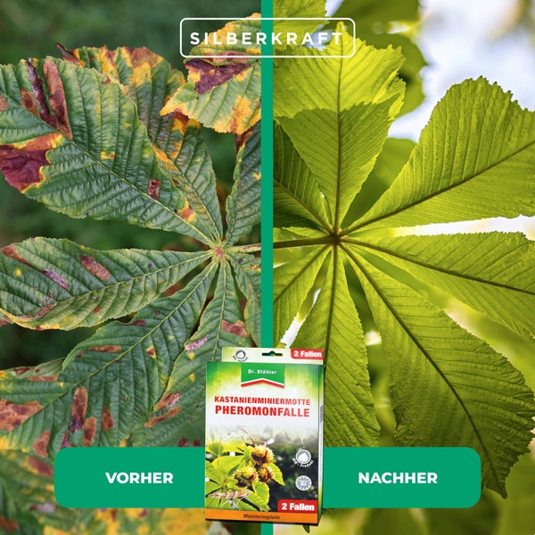 Effektive Pheromon-Falle gegen Kastanienminiermotten – Früherkennung & Befallsreduktion ohne Chemie – Wiederverwendbar & bienenfreundlich – Ideal für Rosskastanien & Zierkastanien