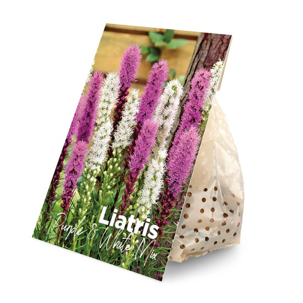 Bloomique - Mischung aus 40 - Liatris - Lampoon Cleaner - Lila, Weiß - Blumenzwiebeln - Mehrjährig - Sommerblüher - Winterhart - Wird 60-75 cm groß
