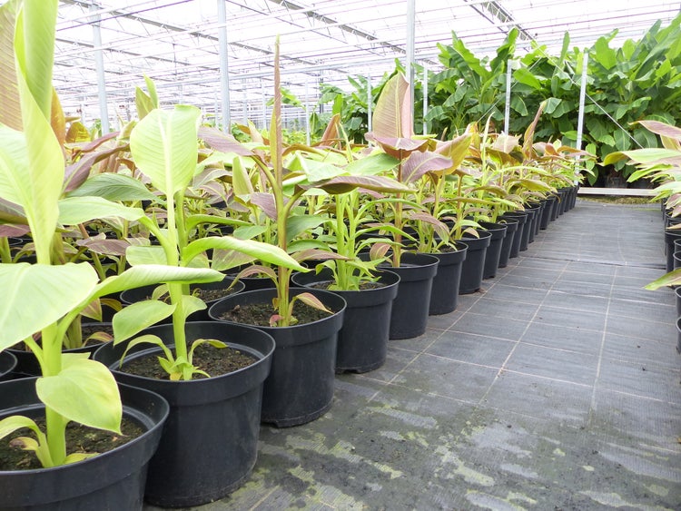 Bananenstaude Banane Musa-acuminata-Siam-Ruby, Banane 80 - 100 cm, Banane, Staude