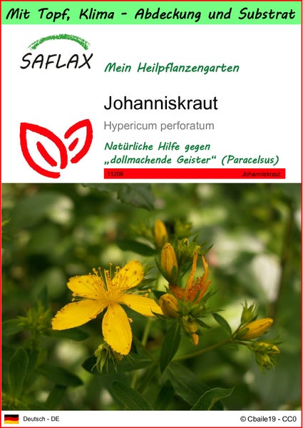 SAFLAX Garden to go - Johanniskraut - Hypericum perforatum - 300 Samen - Mit Topf, Klima - Deckel und Anzuchtsubstrat