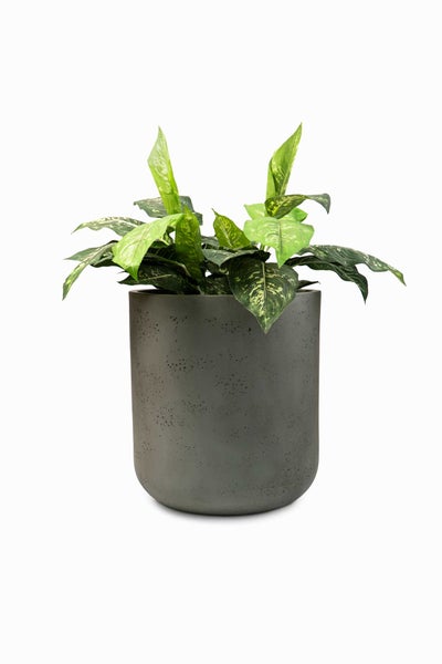 Dieffenbachia Zimmerpflanze in einem dunkelgrauen, zylindrischen Blumentopf mit strukturierter Oberfläche.