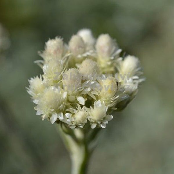 Kopf einer Filzblume