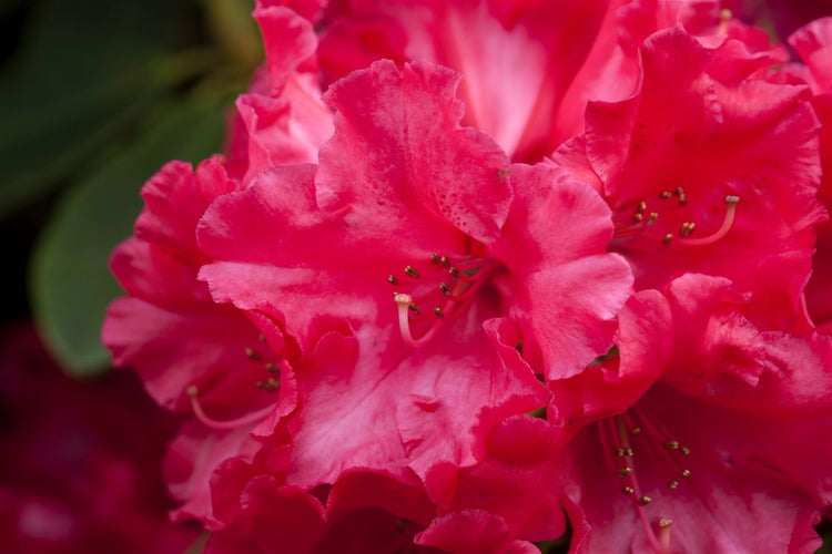 Nahaufnahme einer blühenden Rhododendron Pflanze