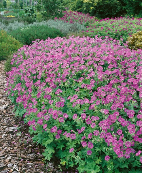 Geranium gracile 'Sirak', Storchschnabel, rosa, ca. 9x9 cm Topf