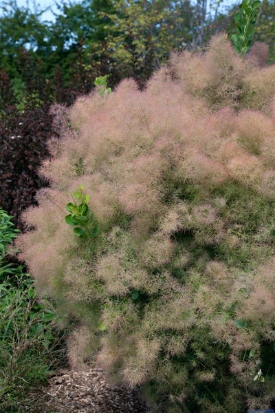 Cotinus coggygria 'Young Lady', Perückenstrauch, kompakt, 40–60 cm