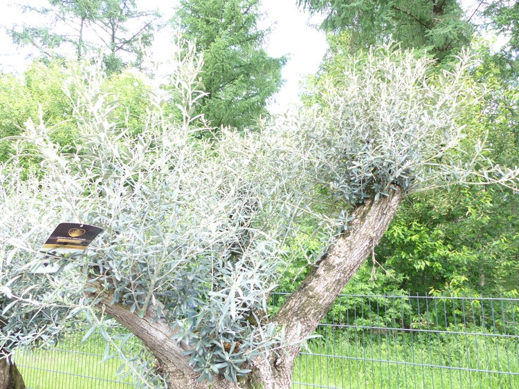 genau dieser Baum L6 Olivenbaum 240 cm, knorrige alte urige Olive winterhart