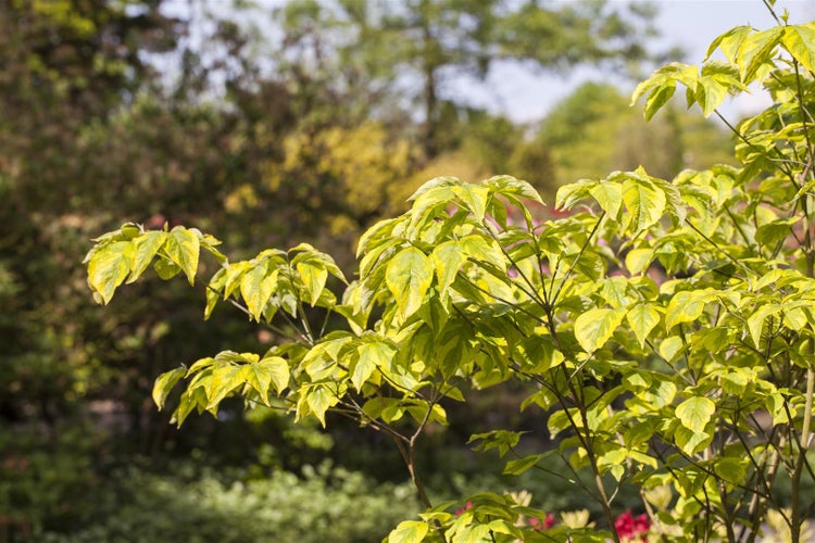 Cornus florida, Blumen-Hartriegel, 40–60 cm, weiße Blüten