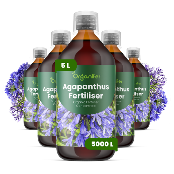 Organifer Agapanthus Dünger, biologisches Flüssigdünger Konzentrat, 5 Liter Flasche.