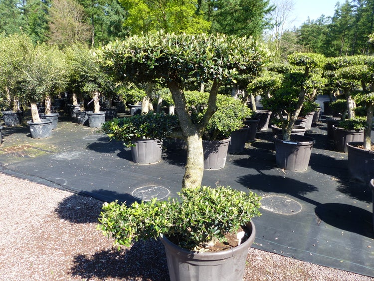 Olivenbaum Pon Pon 160 cm Bonsai Formgehölz Gartenbonsai Olea europaea Olive winterhart