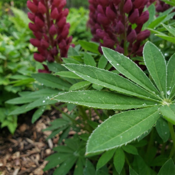 Nahaufnahme einer Lupine mit fächerartigen Blättern und Wassertropfen vor dunkelroten Blüten im Garten.