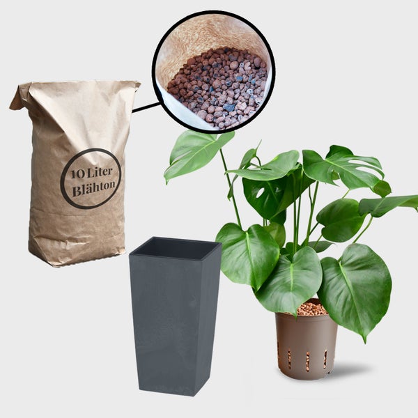 Blähton, Pflanztopf und Zimmerpflanze