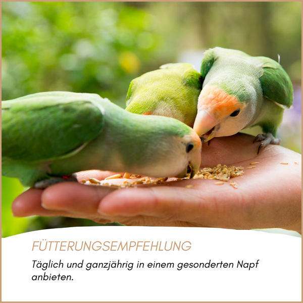 Fütterungsempfehlung: Täglich und ganzjährig in einem gesonderten Napf anbieten. Drei grüne Unzertrennliche fressen Körner aus einer Hand.