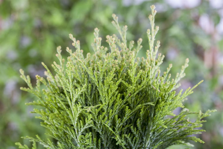 Im Bild ist eine Thuja Pflanze zu sehen.