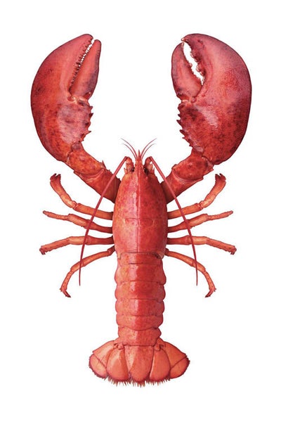 Roter Hummer mit Scheren