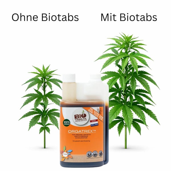 Vergleich von Pflanzenwachstum ohne und mit Biotabs Orgatrex organischem Wachstumsbeschleuniger.