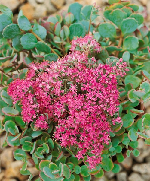 Fetthenne mit rosa Blüten und grünen Blättern.