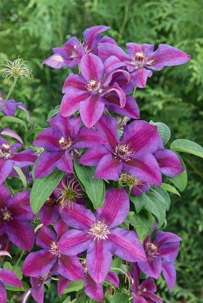 Blüten der Clematis Pflanze
