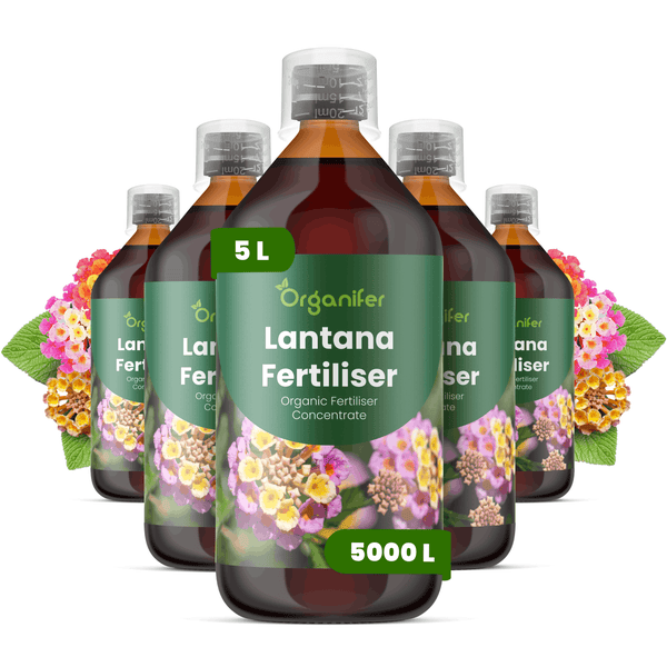 Fünf Flaschen Organifer Lantana Dünger, organisches Flüssigdünger-Konzentrat, 5 Liter, ausreichend für 5000 Liter Gießwasser.