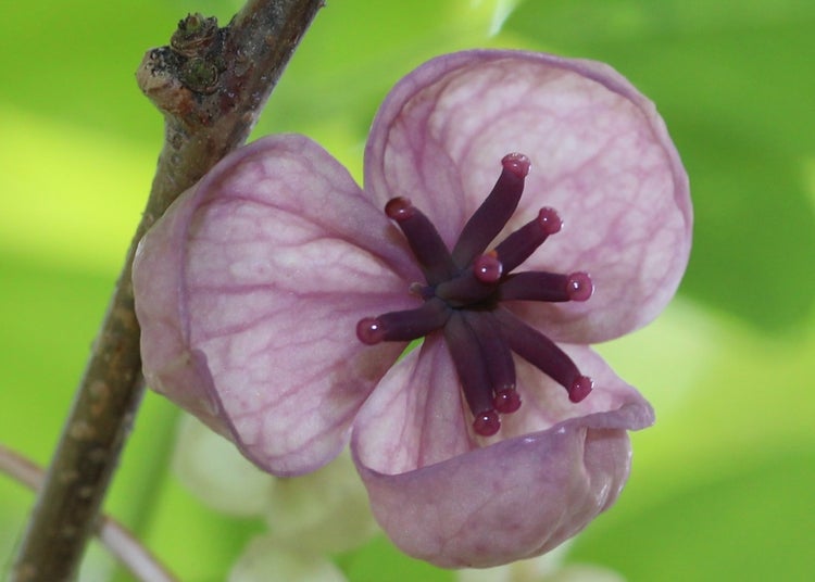 SAFLAX  - Schokoladenwein - Akebia quinata - 10 Samen